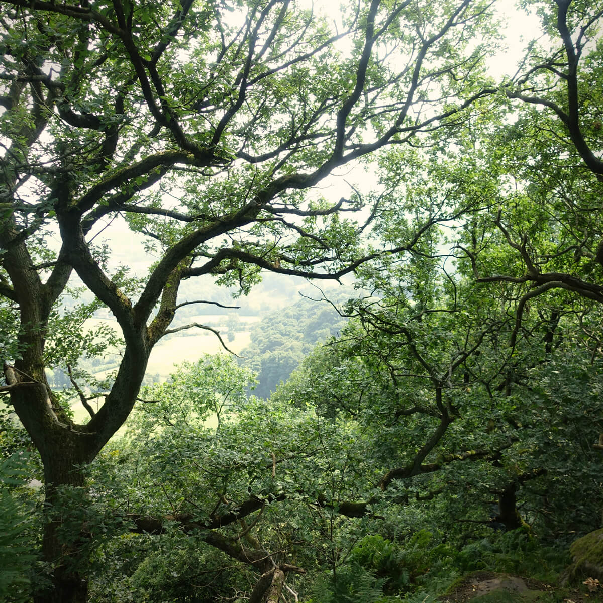 Ellie-and-Liv_Plant-a-Tree-National-Trust