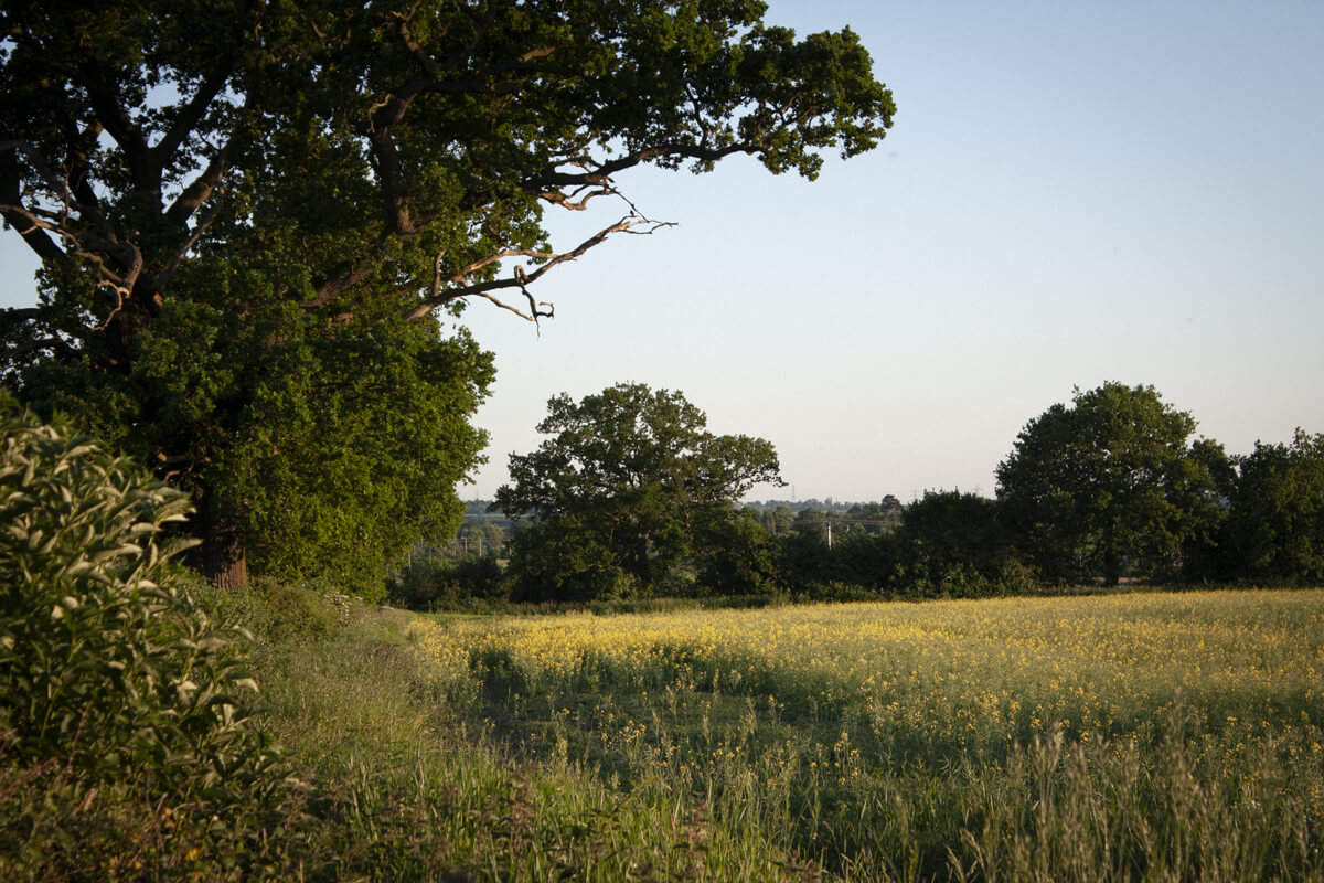 Eight ways to have eco-friendly wedding stationery plant trees