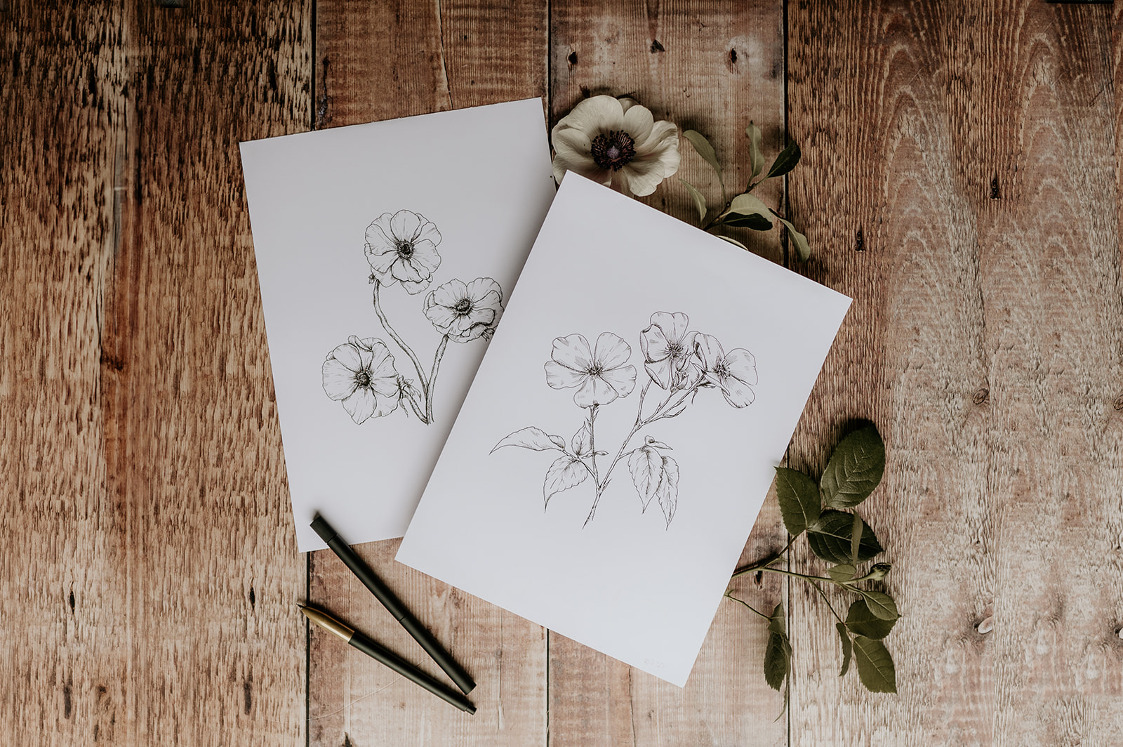 Fine line drawings and illustrations of Anemonie and wild roses. Botanical black and white images. Fine line Flower drawings