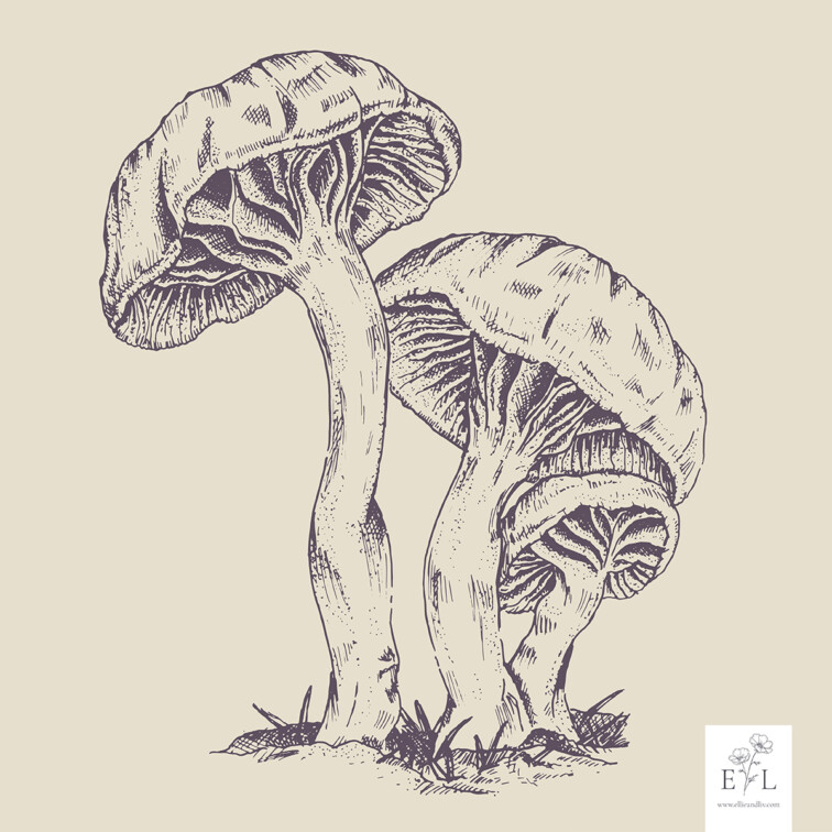 Fine line botanic illustration mushroom Trio. Purple on cream