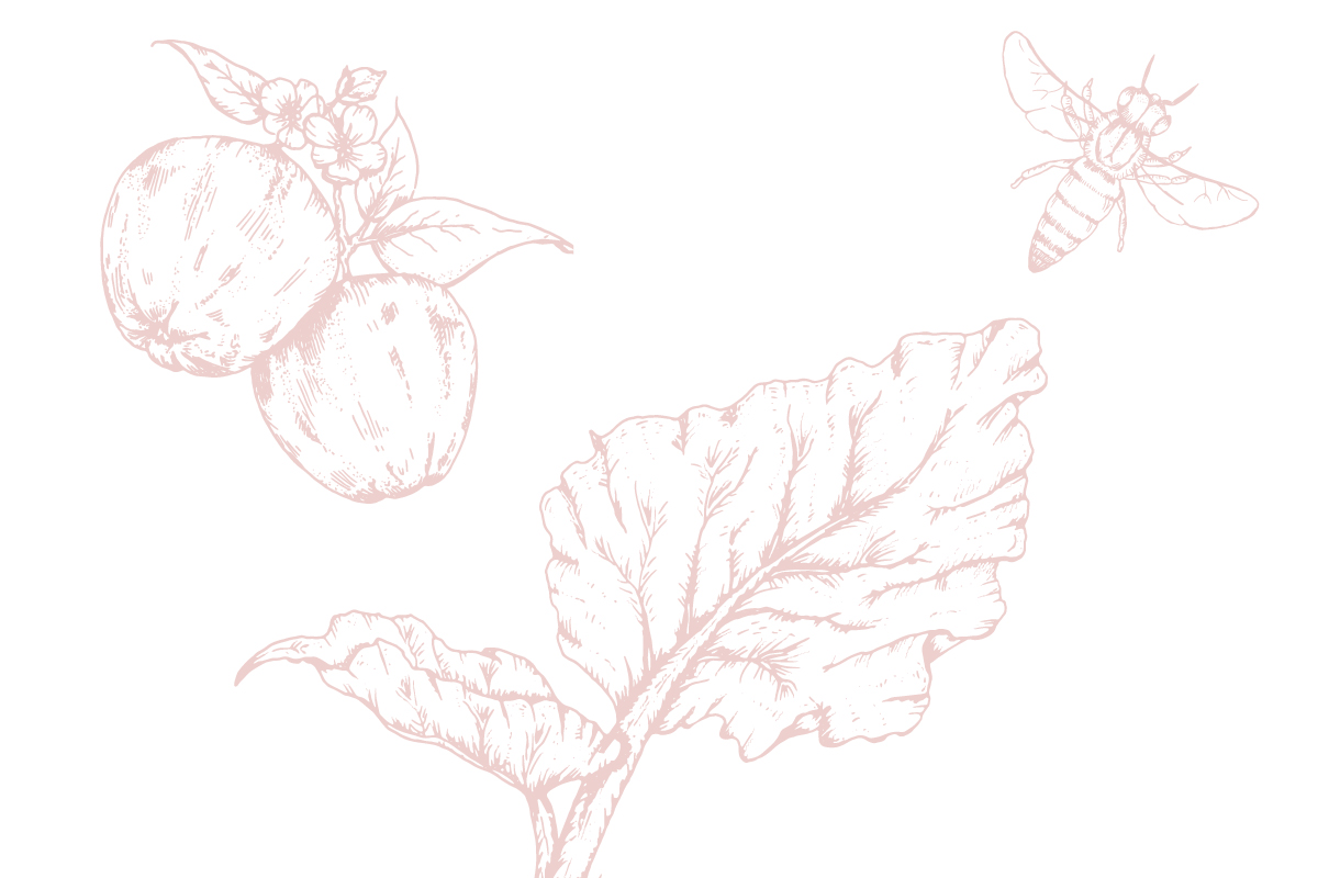 Rhubarb apple and honey bee fine line illustrations