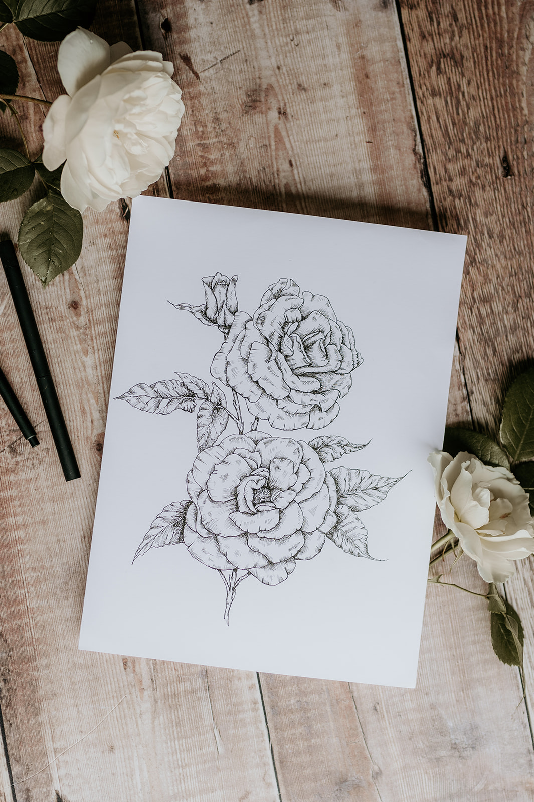 Fine line rose drawing laid on a wooden background surrounded by roses. Fine line flower drawings