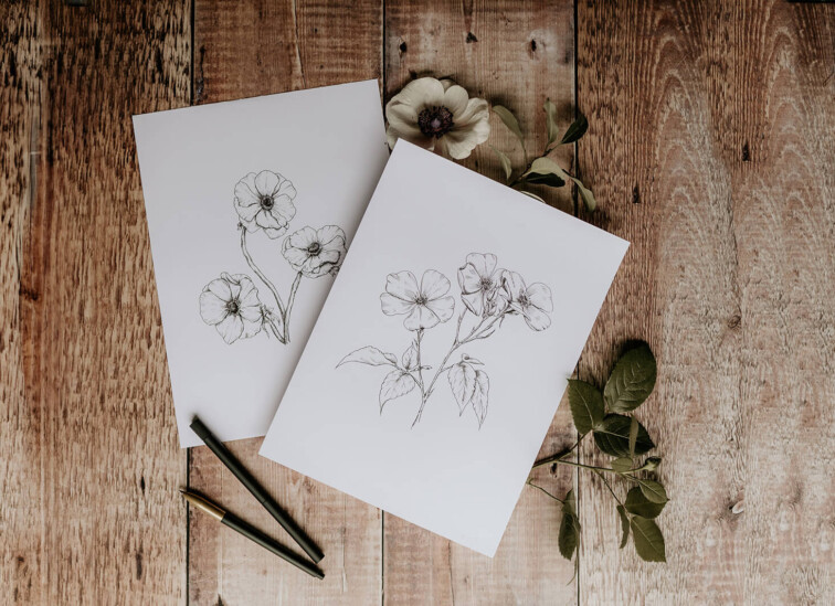Wild roses and anemonie fine line illustrations. Hand drawn flowers in pen.