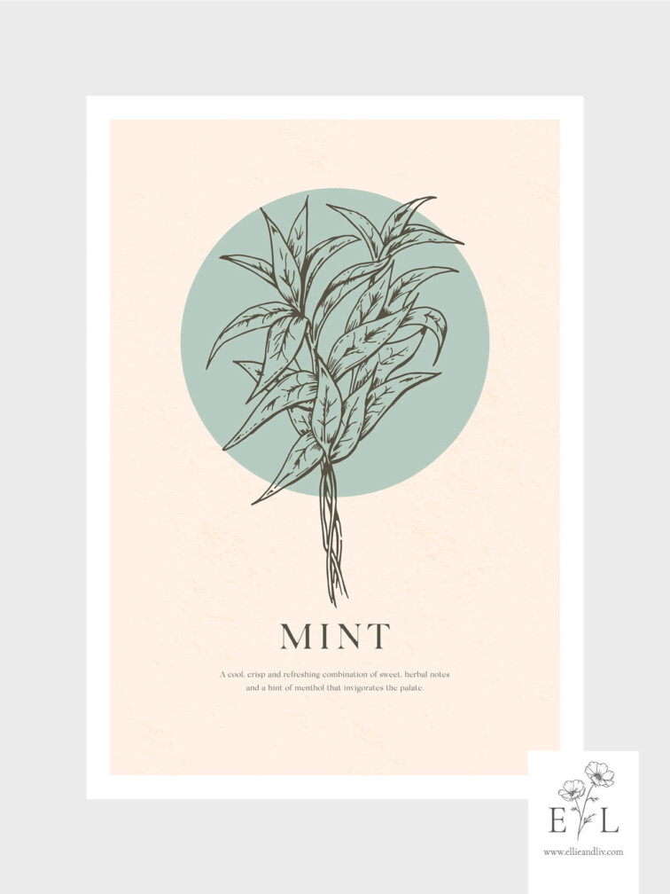 Herb collection Mint Print Kitchen Print