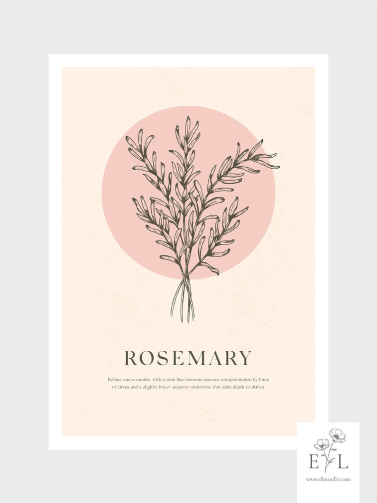 Herb collection Rosemary Print Kitchen Print