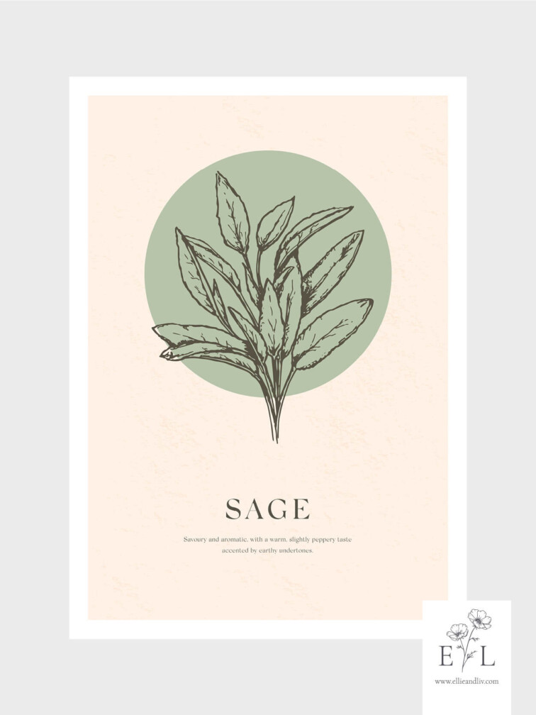 Herb collection Sage Print Kitchen Print