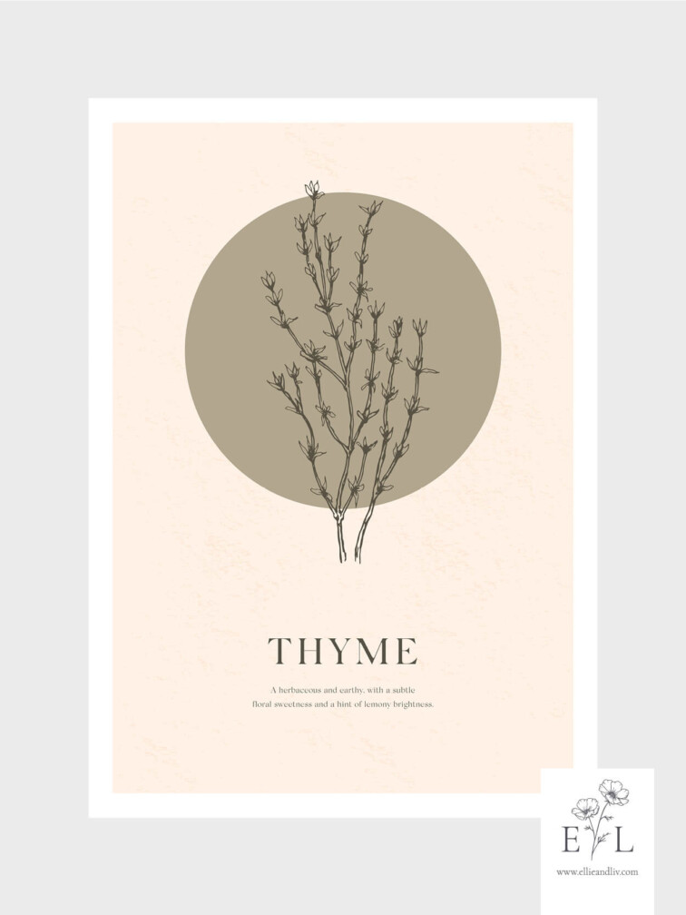Herb collection Thyme Print Kitchen Print