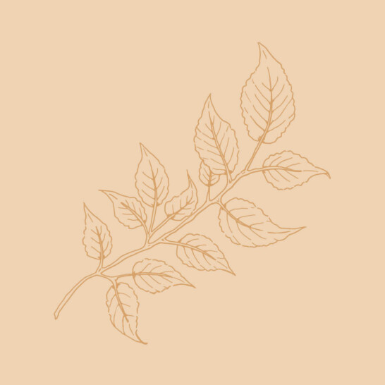 Wedding florist brand mark with wren, hellebore and elm leaf symbols