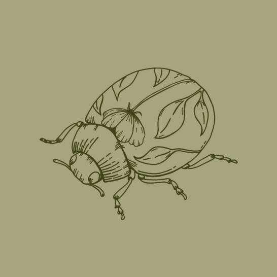 Botanical brand illustrations created for Hannah Shearman&rsquo;s new visual identity