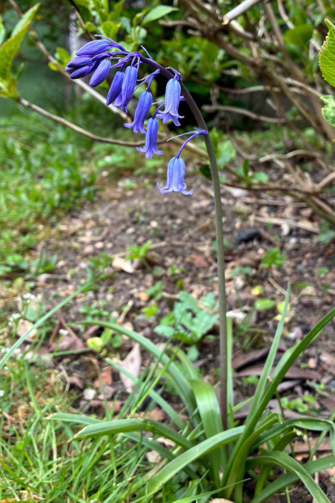 Close-up of native British bluebell (Hyacinthoides non-scripta) with curled petals and drooping stem