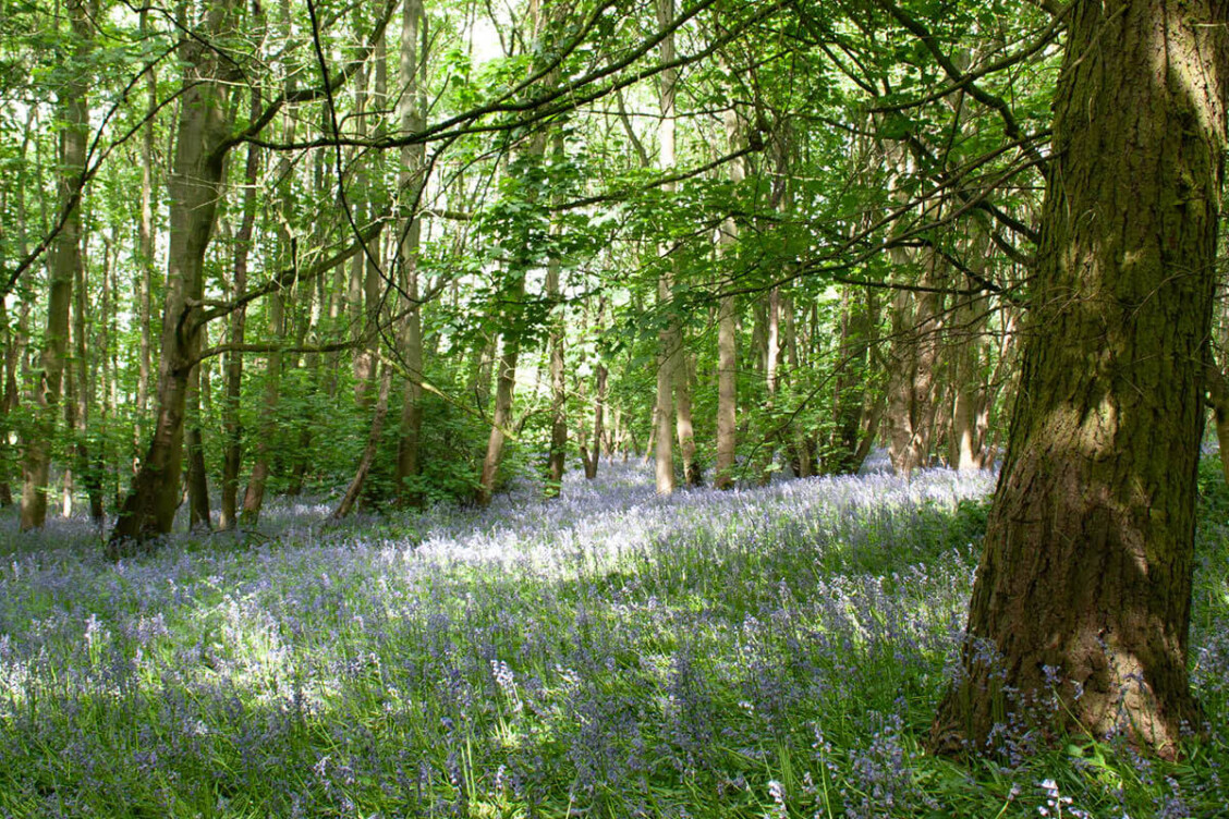 British bluebells covering a shaded woodland floor in springtime, creating a violet-blue carpet