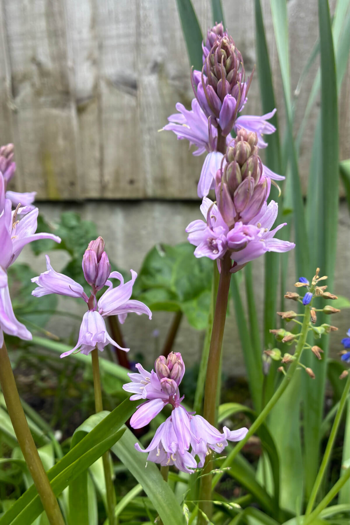 Pink Spanish bluebell in bloom, a non-native species with open bell-shaped flowers