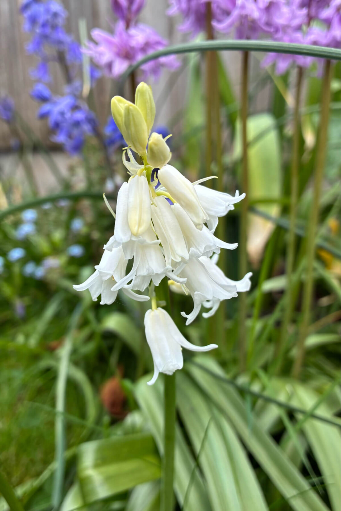 White Spanish bluebell growing among native varieties, showing wider leaves and upright posture