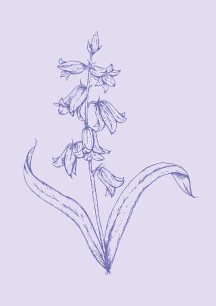 Detailed line drawing of a Spanish bluebell, with upright stem and open, symmetrical bell-shaped flowers