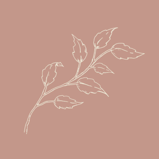 Botanical brand illustrations created for Hannah Shearman&rsquo;s new visual identity