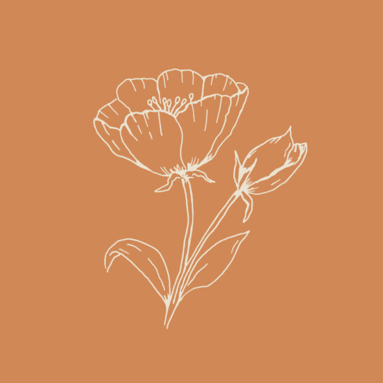 Botanical brand illustrations created for Hannah Shearman&rsquo;s new visual identity